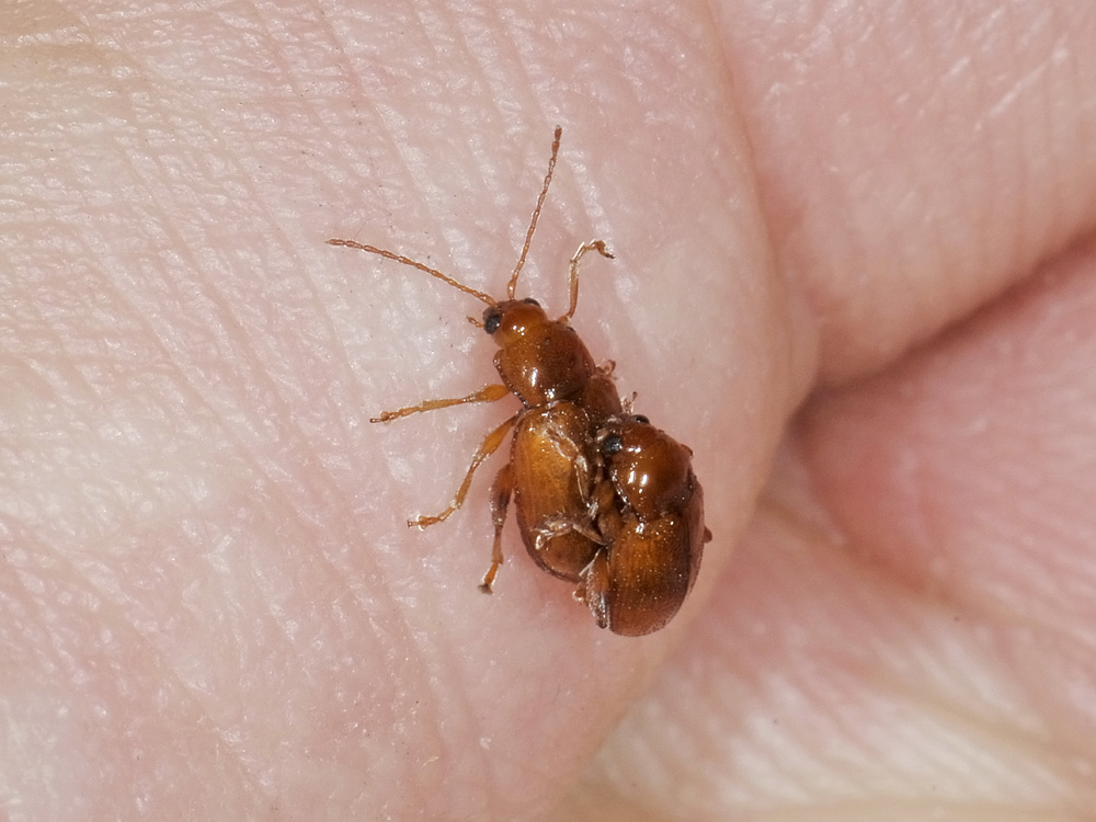 Neocrepidodera transversa (cf.) - Chrysomelidae